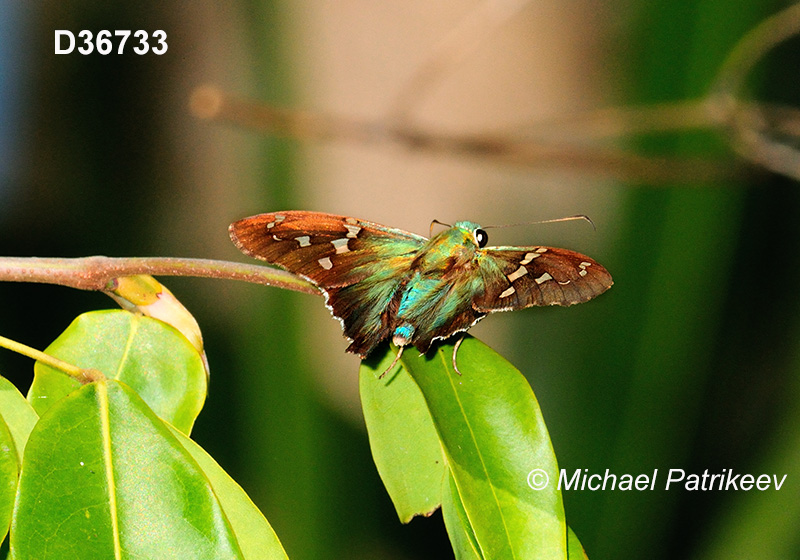 Emerald Longtail (Urbanus esmeraldus)